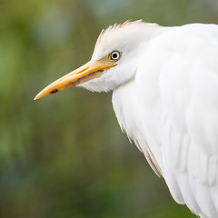 Image showing Cattle Egret, Bubulcus ibis