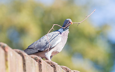 Image showing Dove with small branch isolated