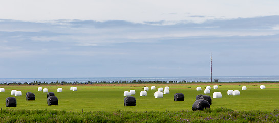 Image showing Hay bales sealed with plastic wrap