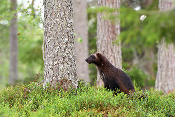 Image showing wolverine (Gulo gulo) in forest