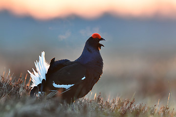 Image showing Black Grouse calling at sunrise