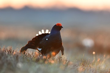 Image showing black grouse in bog at sunrise