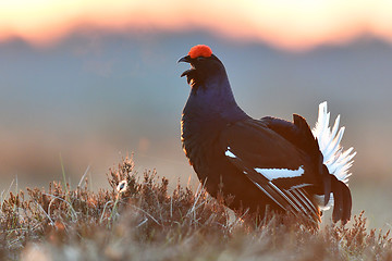 Image showing black grouse calling