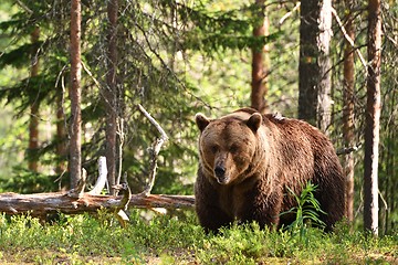 Image showing male brown bear in forest