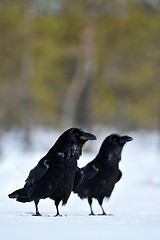 Image showing Raven on snow, two ravens, pair of ravens