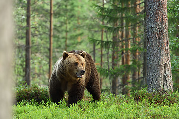 Image showing brown bear, forest background