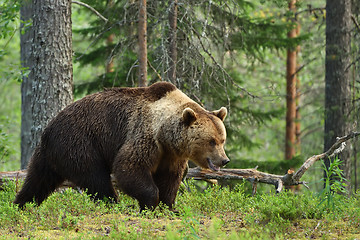 Image showing brown bear, forest background