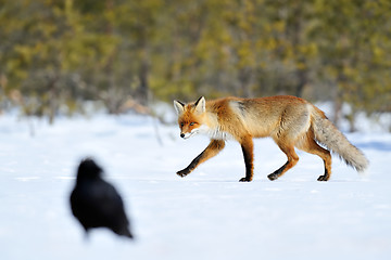 Image showing Red fox with raven on snow