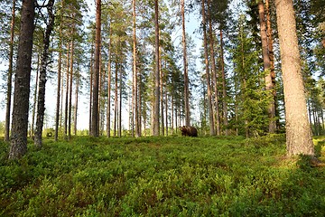 Image showing brown bear, forest landscape, forest scenery, wild taiga