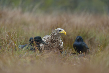 Image showing Birds of prey - White-tailed Eagle (Haliaeetus albicilla) with ravens