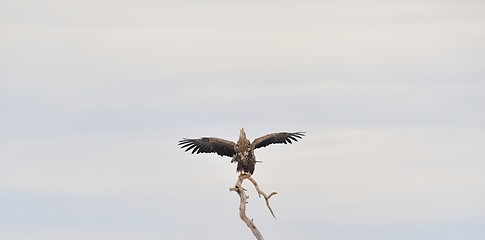 Image showing White-tailed eagle wings spread. Eagle on tree. Bird of prey.