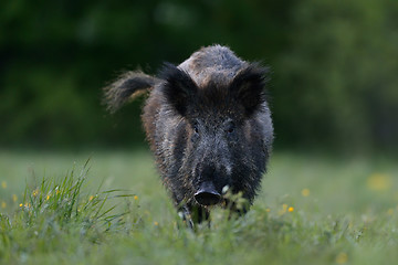 Image showing wild boar 