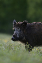 Image showing wild boar portrait