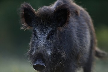 Image showing wild boar portrait