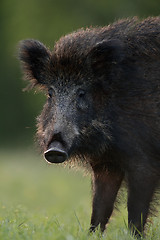 Image showing wild boar face. wild boar portrait.