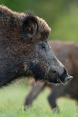 Image showing wild boar portrait