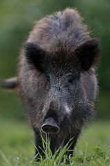 Image showing wild boar portrait