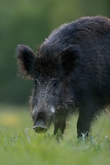 Image showing wild boar portrait