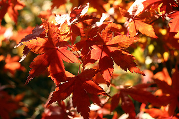 Image showing Maple leaves close up