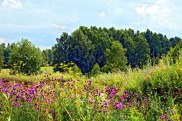 Image showing Summer forest