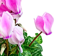 Image showing Cyclamen pink with green leaves