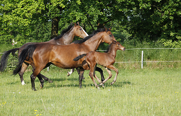 Image showing Fohlen mit Stuten