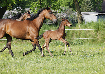 Image showing junges Fohlen mit Stuten