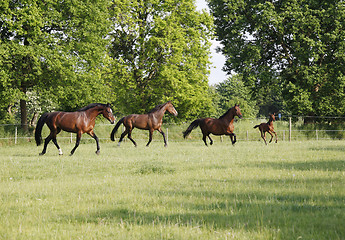 Image showing Holsteiner Pferde