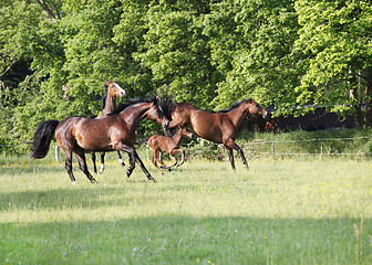 Image showing Pferde spielen auf Weide