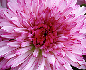 Image showing Pink Chrysanthemum Background