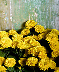 Image showing Yellow Chrysanthemum Frame