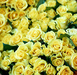 Image showing Yellow Roses Background