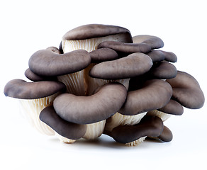 Image showing Raw Oyster Mushrooms