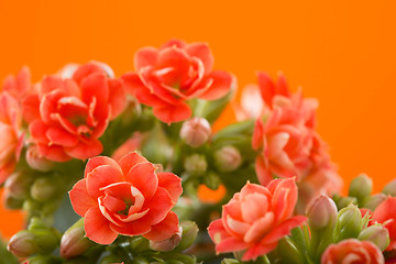 Image showing  flowers of Kalanchoe. on a orange background.