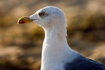 Image showing Seagull on the beach