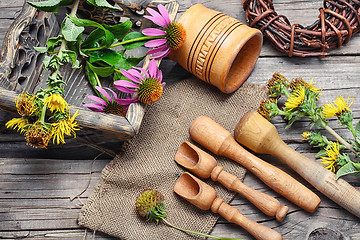 Image showing Curative Echinacea and inula