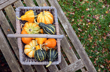 Image showing Basket full of small ornamental pumpkins on a bench
