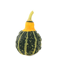 Image showing Green ornamental squash with yellow neck, green stripes and bump