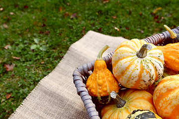 Image showing Boldly coloured and patterned gourds in a basket