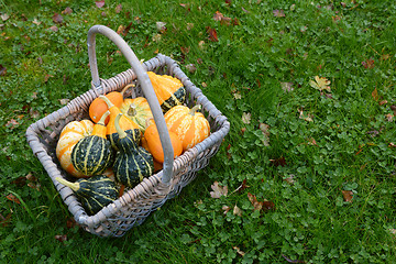 Image showing Basket full of attractive ornamental squash