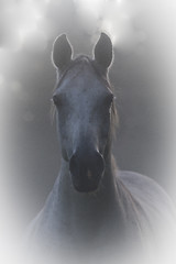 Image showing grey horse