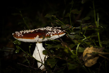 Image showing fly agaric