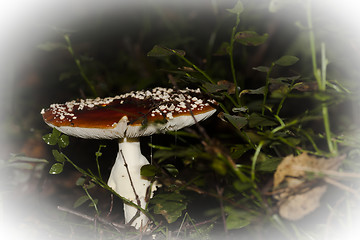 Image showing amanita muscaria