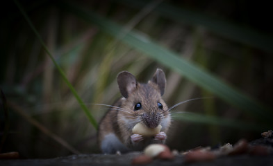 Image showing mouse face