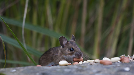 Image showing garden mouse