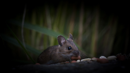 Image showing a mouse in the dark