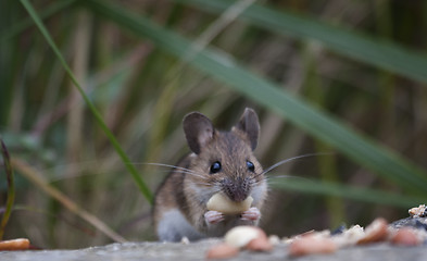 Image showing garden mouse