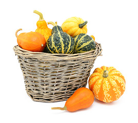 Image showing Green, orange and yellow ornamental gourds in a basket