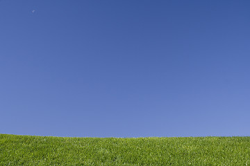 Image showing grass and blue sky