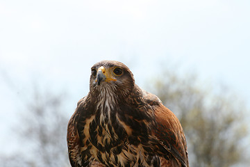 Image showing Buzzard  (Buteo) 